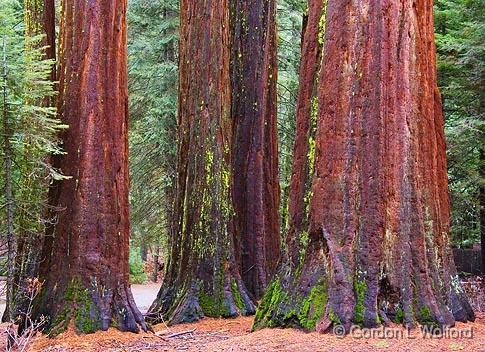 Giant Sequoias_22826.jpg - Photographed in Yosemite National Park, California, USA.